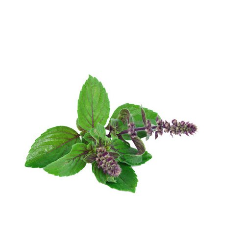 tulasi